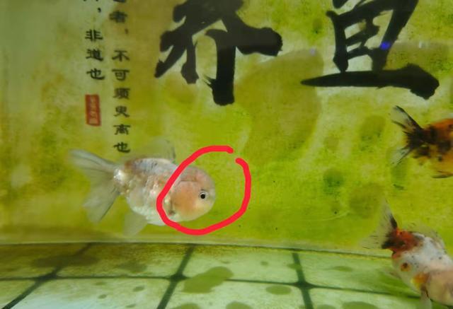 金魚多久喂一次食_金魚食料哪個牌子好_金魚食的制作方法和配方