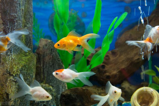 金魚多久喂一次食_金魚食的制作方法和配方_金魚食料哪個牌子好