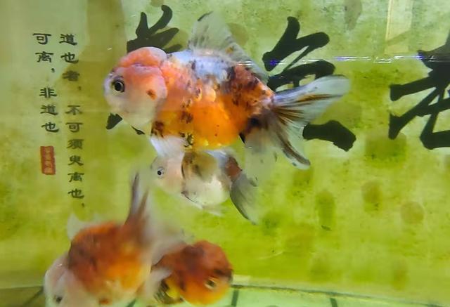 金魚食料哪個牌子好_金魚食的制作方法和配方_金魚多久喂一次食