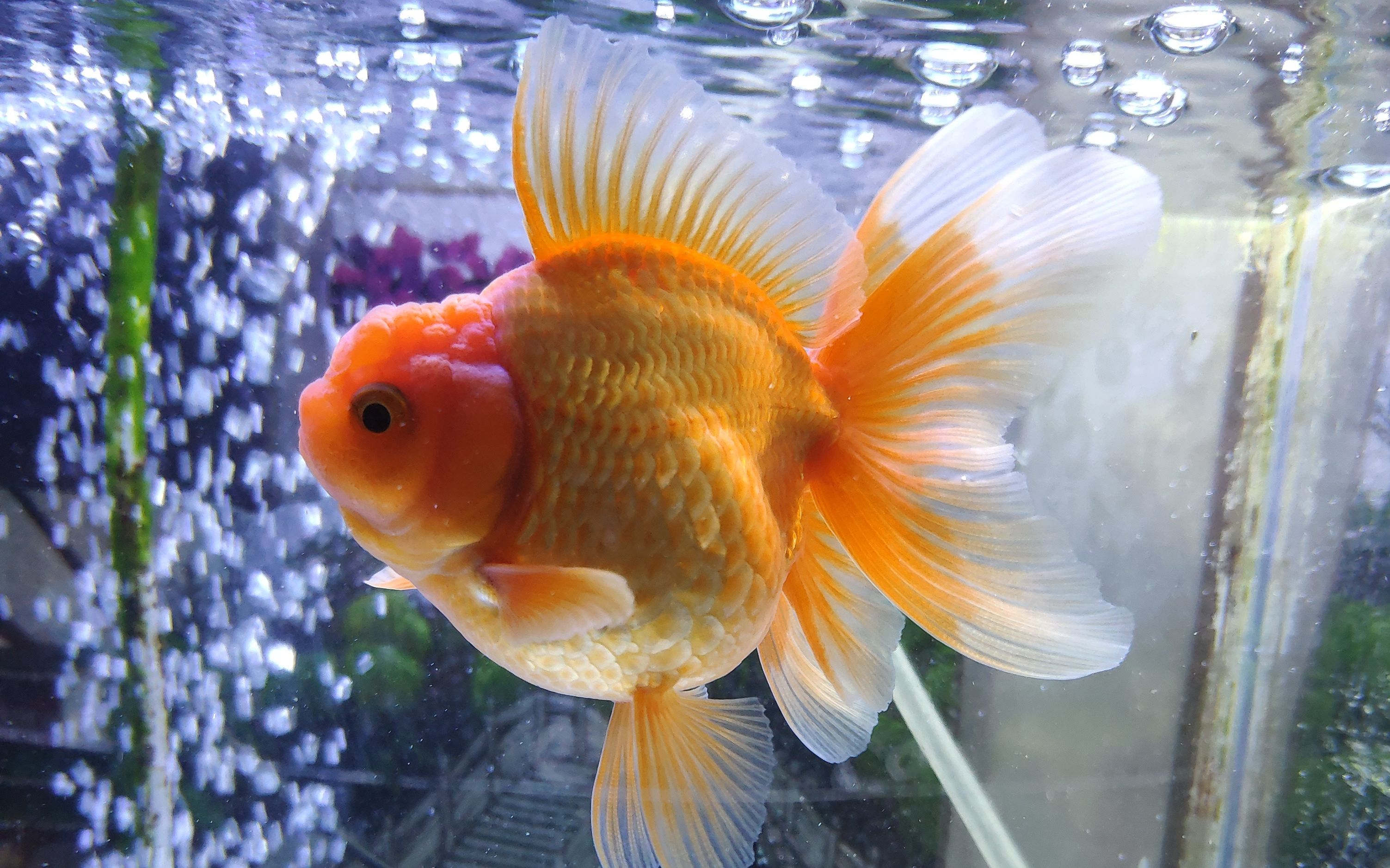 金魚食料哪個牌子好_金魚多久喂一次食_金魚食物