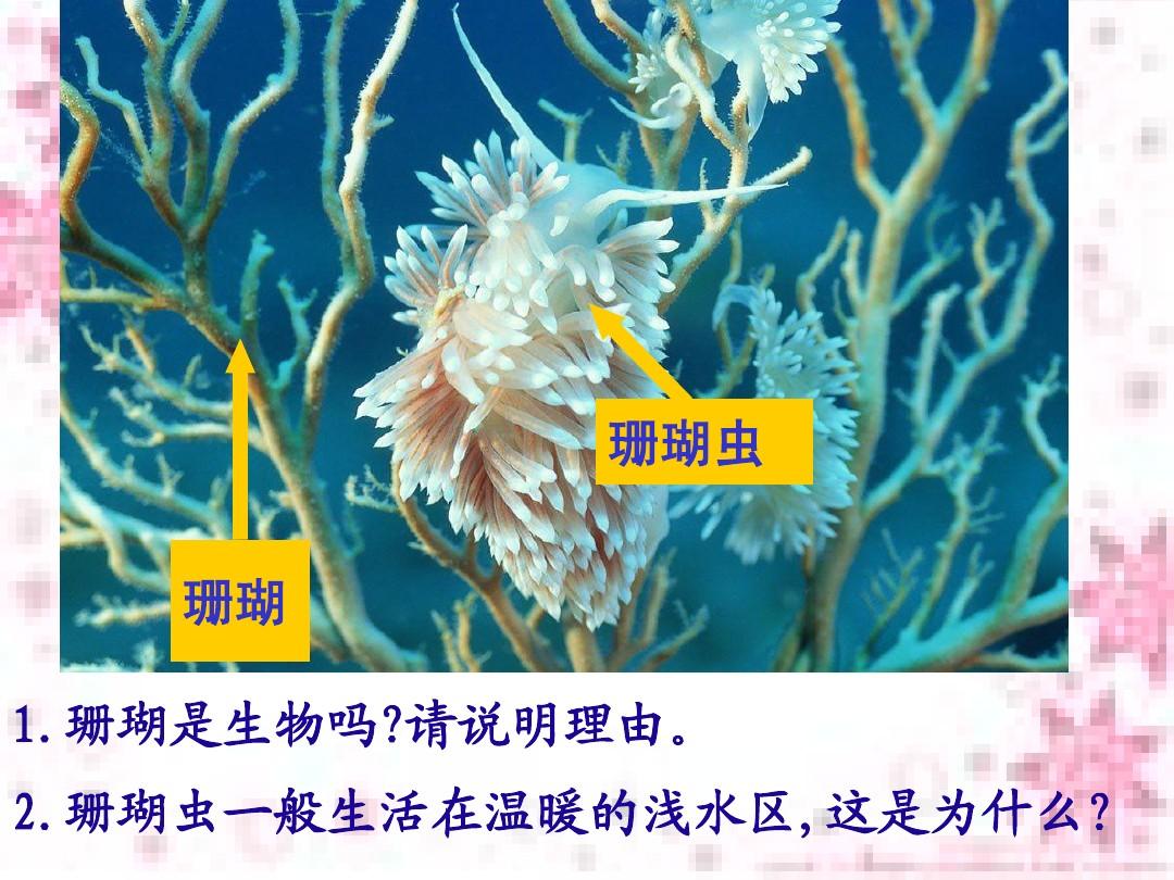 珊瑚到底算不算生物_珊瑚是生物嗎百度百科_珊瑚是不是生物