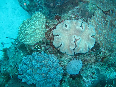 珊瑚到底算不算生物_珊瑚是生物嗎百度百科_珊瑚是不是生物