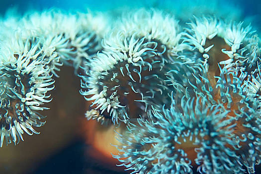 珊瑚到底算不算生物_珊瑚是生物嗎百度百科_珊瑚是不是生物