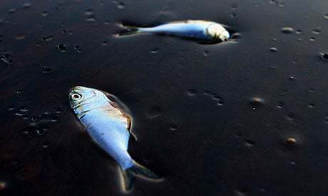 金魚身上長白點_金魚身上長白色斑點_金魚身上長白點用什么藥效果好