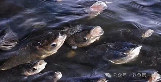金魚身上長白色斑點_金魚身上長白點_金魚身上長白點用什么藥效果好