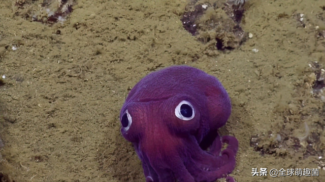 深海魚類大全看圖識魚_深海魚類品種大全_深海魚類