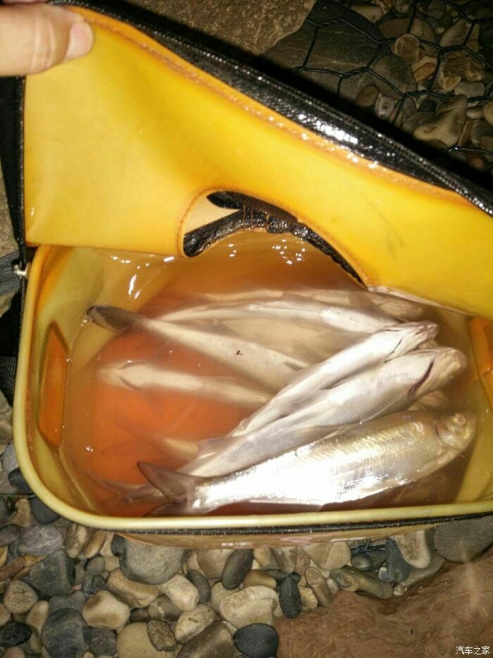 鱖魚石斑魚哪個貴些_石斑鱖魚_鱖魚石斑魚哪個好吃