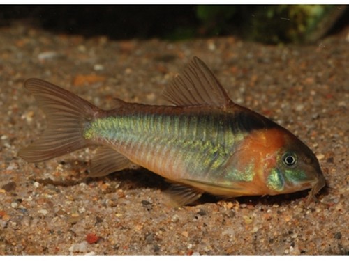 鱖魚石斑魚哪個貴些_石斑鱖魚_鱖魚石斑魚哪個好吃