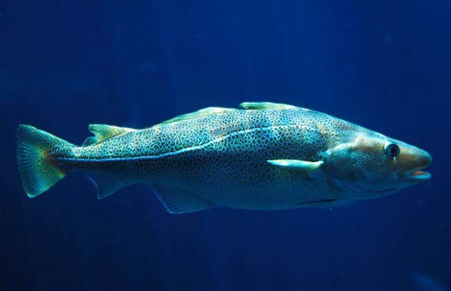 銀鱈魚塊_銀鱈魚塊怎么做好吃_銀鱈魚多少錢一斤