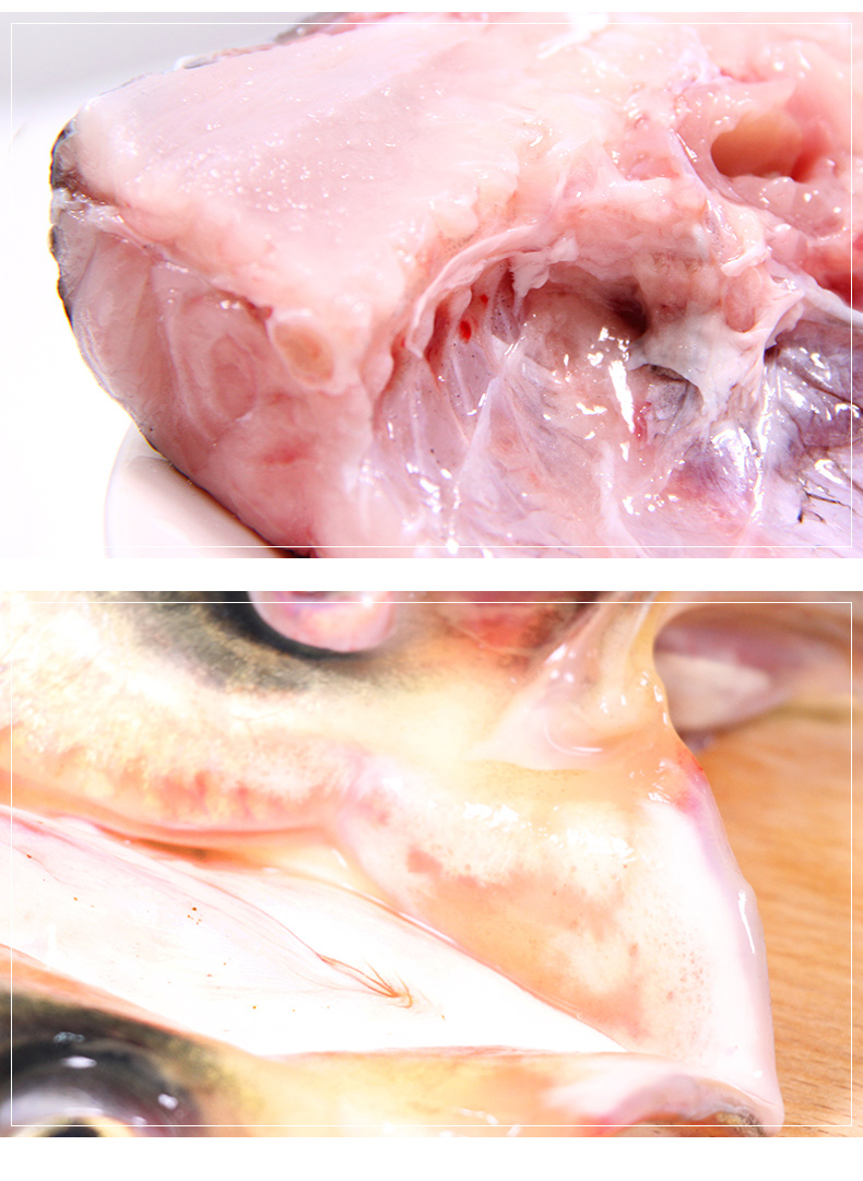 魚鳙魚是什么魚_鳙魚什么意思_鳙魚是什么魚