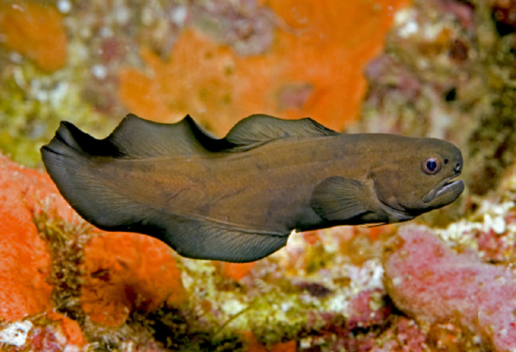 世界魚類大小排名_世界上最大的魚類_魚類世界之最