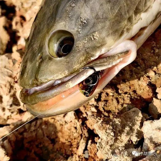 世界魚類大小排名_世界上最大的魚類_魚類世界之最