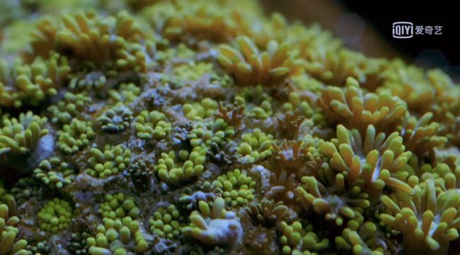片魚圖片_魚的種類圖片_片魚是什么意思