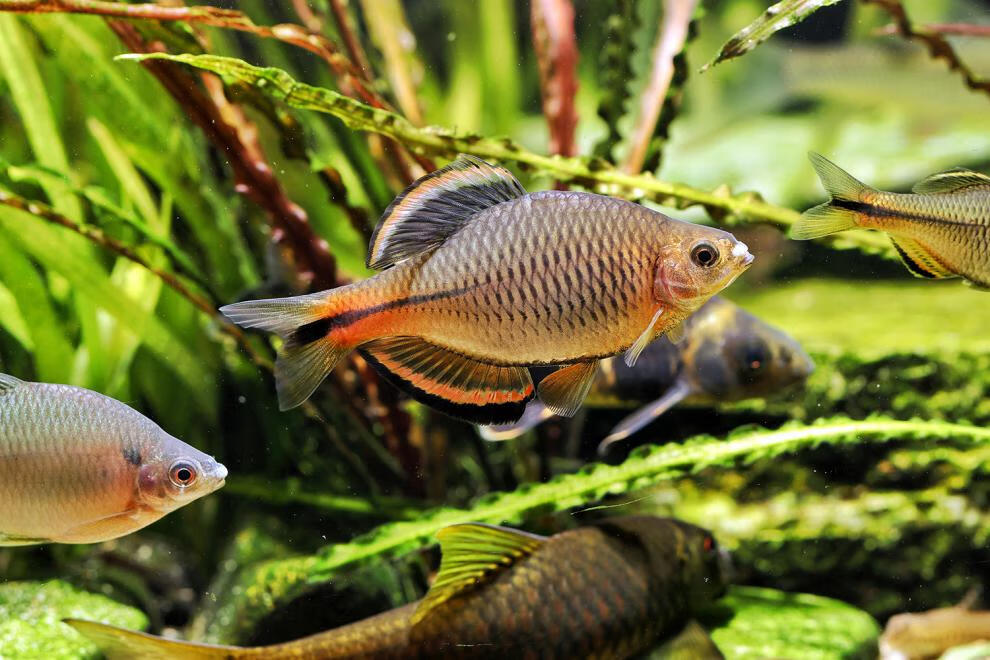 片魚圖片_魚的種類圖片_片魚叫啥魚