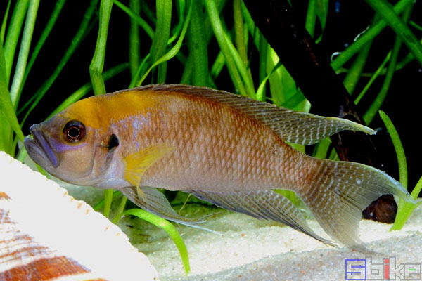 片魚叫啥魚_魚的種類圖片_片魚圖片
