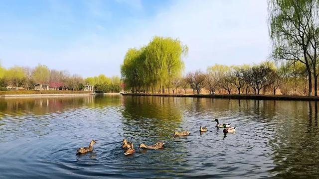 順義漢石橋濕地公園現在開放嗎_順義漢石橋濕地_順義漢石橋濕地公園門票價格