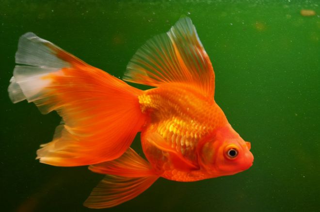 小鯊魚多少錢一條_金錢鯊魚_鯊魚有錢