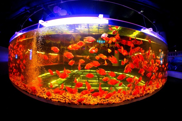 鯊魚有錢_小鯊魚多少錢一條_金錢鯊魚