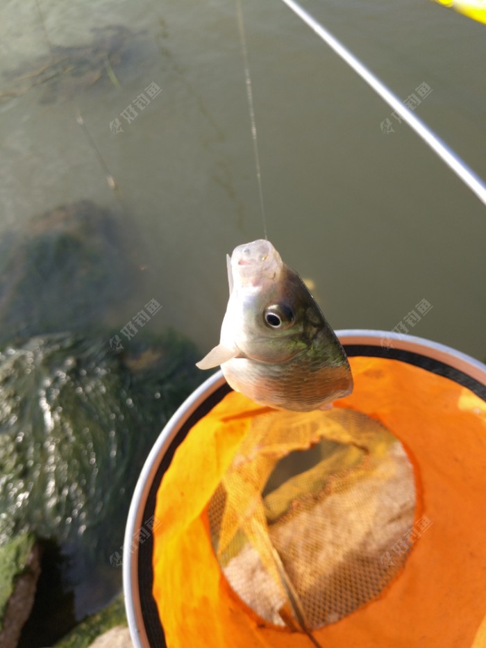 鯽魚臺釣竿什么牌子好_鯽魚臺釣竿_臺釣鯽魚