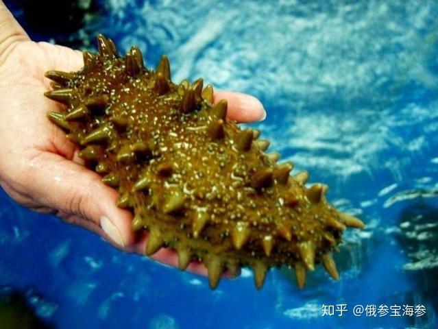 海參每天吃好嗎_每天海參吃需要加熱嗎_海參需要每天吃嗎