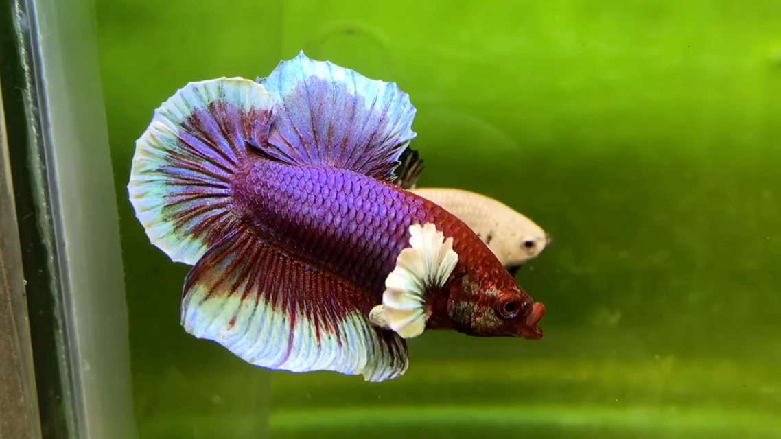 泰國斗魚_泰國斗魚的養殖方法_泰國斗魚如何分辨公母
