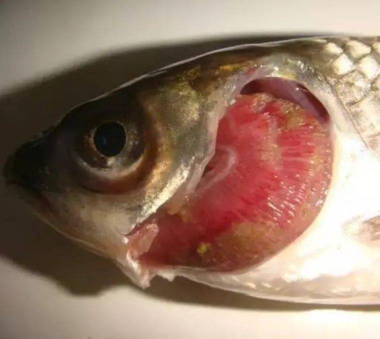 白點魚鰭上有黑色斑點_魚鰭上有白點_白點魚鰭上有紅點