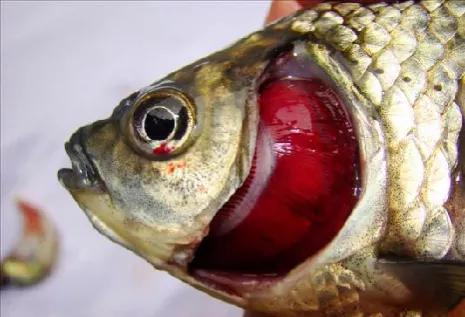 白點魚鰭上有紅點_魚鰭上有白點_白點魚鰭上有黑色斑點