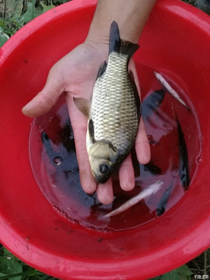大小魚鉤混在一起了怎么辦_大小魚鉤混綁_魚鉤大小