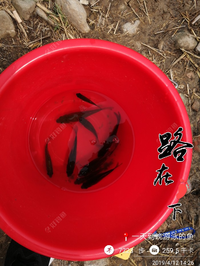 桃花流水鱖魚肥鱖魚是什么魚_桃花流水鱖魚肥的上一句是什么_桃花流水鱖魚肥的寓意