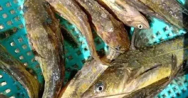 白點病的原因和防治方法_白點病爆發的原因_如何防治白點病