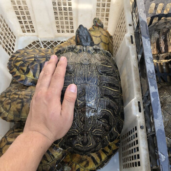 體型最大的海龜是什么龜_海龜的大小和什么一樣_海龜體積較大的是