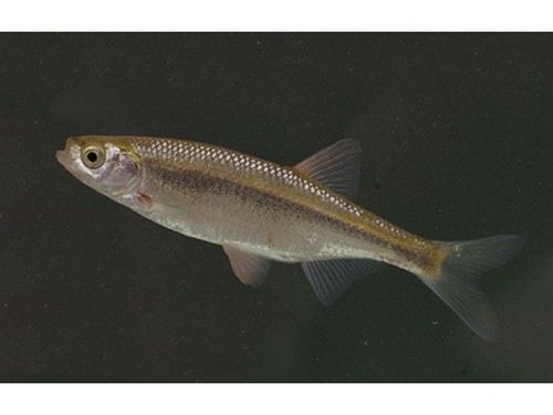 白魚是啥_白魚俗稱_白魚是什么魚