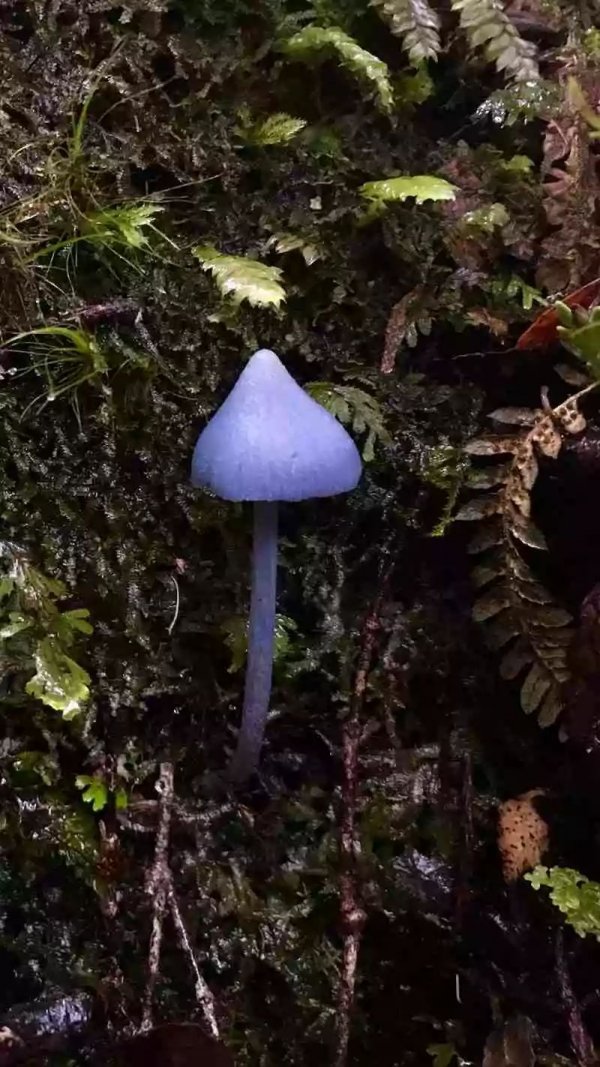 血液是白色的魚_章魚的血液是什么顏色的_魚血液的顏色