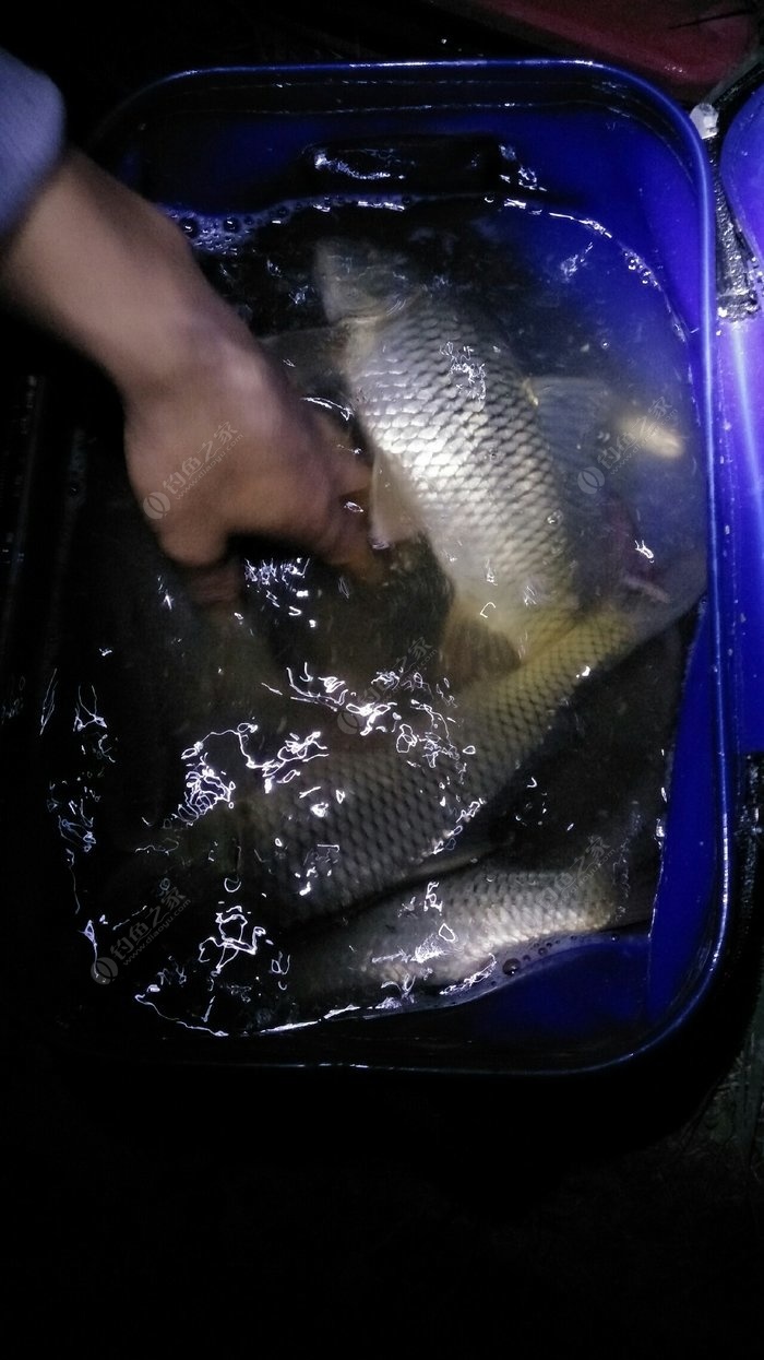垂釣草魚的最佳氣溫范圍_垂釣草魚_垂釣草魚技巧的釣法詳細解析