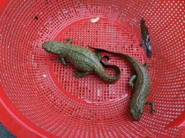 養殖娃娃魚可以吃嗎會犯罪嗎_養殖娃娃魚可以吃嗎_娃娃魚的養殖
