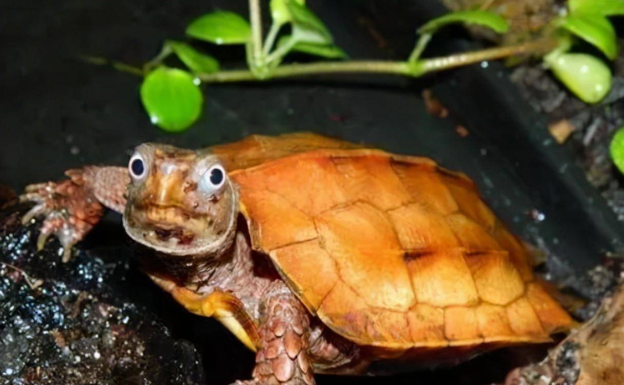 龜動物豹紋保護級是什么品種_龜動物豹紋保護級是多少_豹紋龜是幾級保護動物