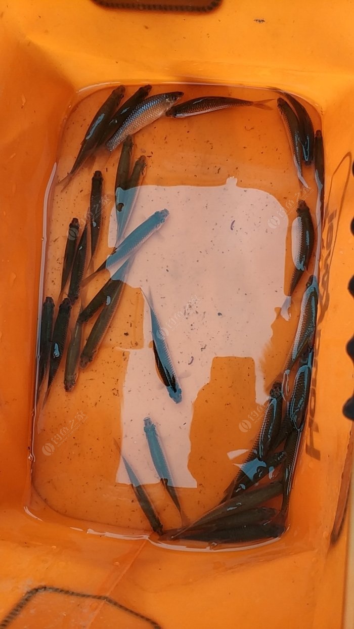 如何釣草魚_釣草魚怎樣調魚漂調漂最準確_釣草魚的方法和技巧