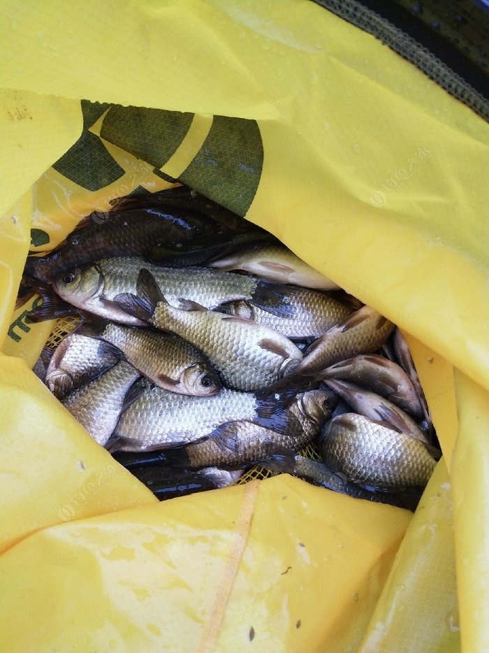 如何釣草魚_釣草魚的方法和技巧_釣草魚怎樣調魚漂調漂最準確