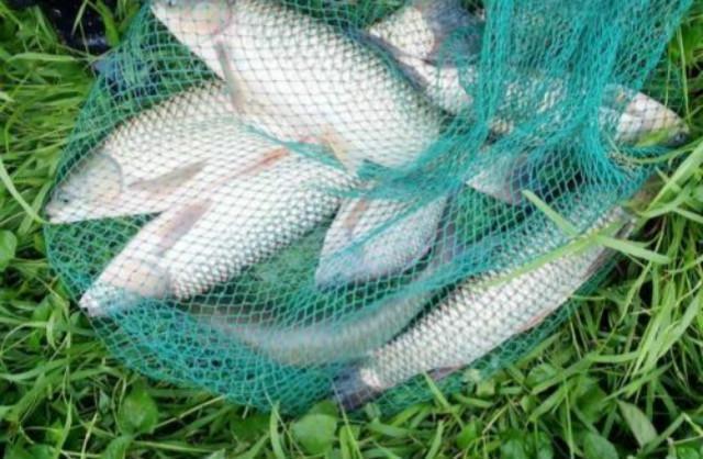 釣草魚用什么餌最好_釣草魚怎樣調魚漂調漂最準確_如何釣草魚