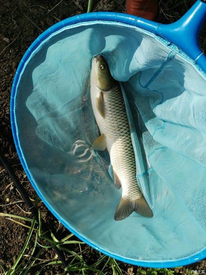 如何釣草魚_釣草魚用什么餌最好_釣草魚怎樣調魚漂調漂最準確