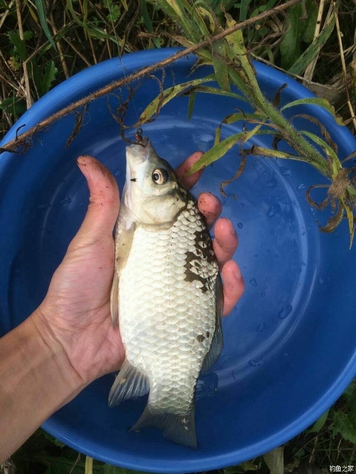釣草魚技巧_釣草魚技巧和方法_釣草魚技巧視頻