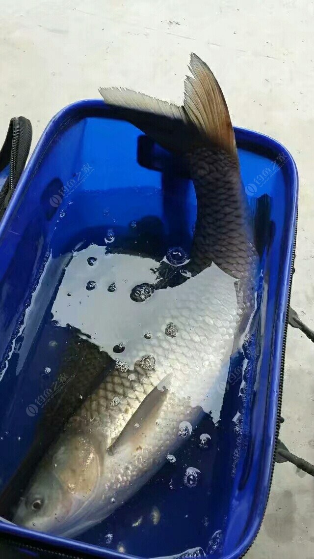 釣草魚技巧_釣草魚技巧和方法_釣草魚技巧視頻