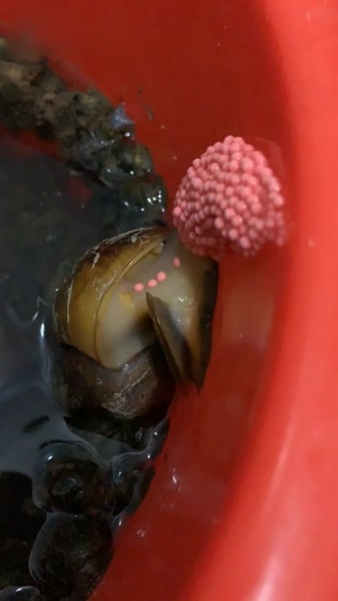 黑鯛魚貴不貴_黑鯛魚多少錢_黑鯛魚多少錢一斤