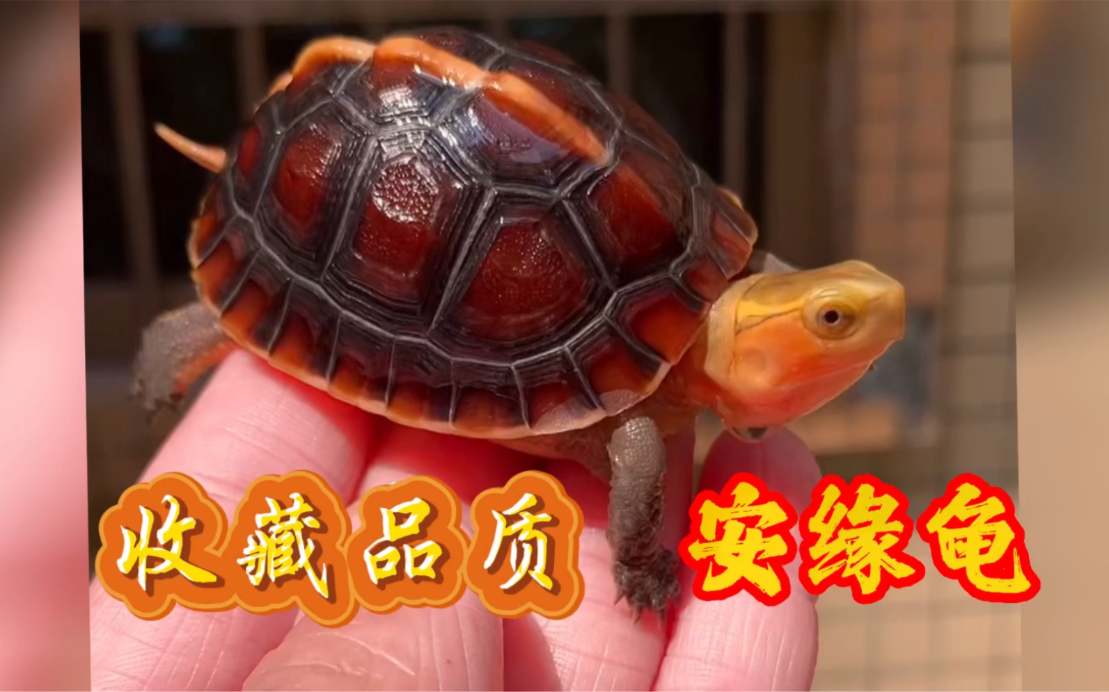 烏龜的白眼病_烏龜白眼病用什么藥_烏龜白眼病需要把白膜弄下來嗎