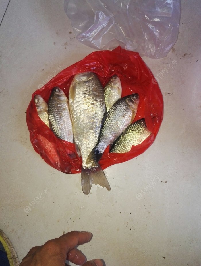 羅非魚的危害_羅非魚污染_羅非魚毒