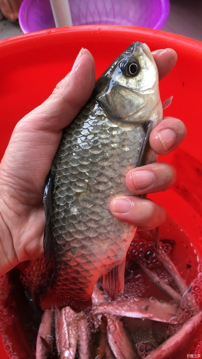 羅非魚污染_羅非魚毒_羅非魚的危害