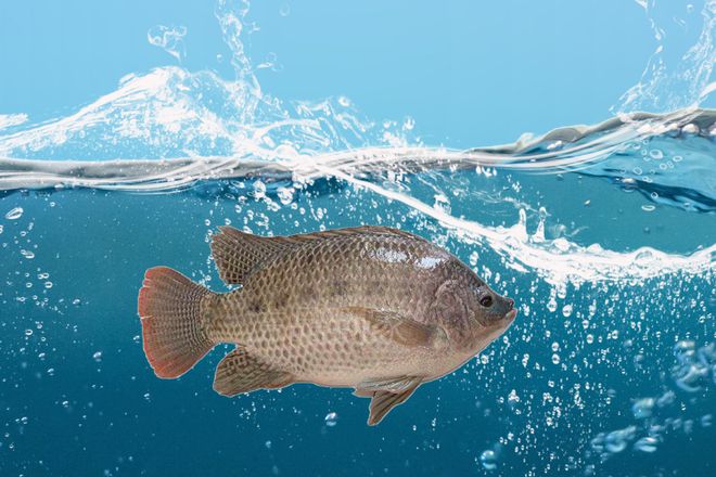 羅非魚刺有沒有毒_羅非魚刺_羅非魚刺多嗎