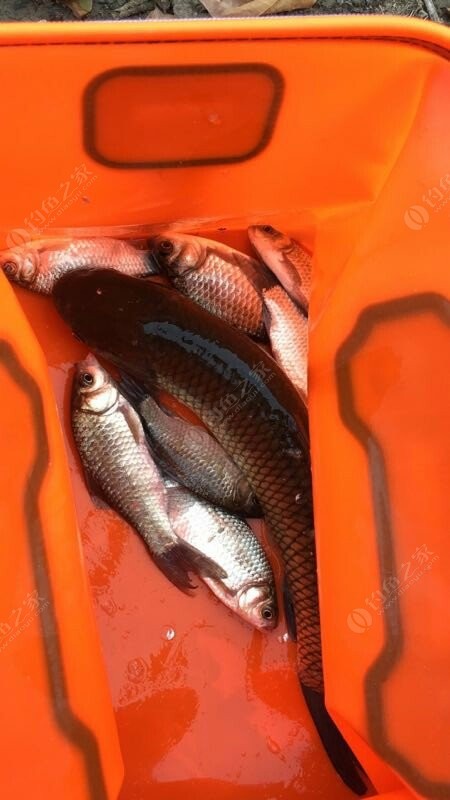 三亞海釣怎么收費_三亞海釣_三亞海釣一日游價格