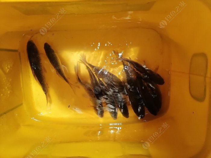 三亞海釣_三亞海釣怎么收費_三亞海釣一日游價格