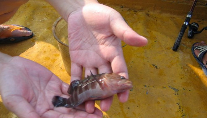 三亞海釣_三亞海釣魚種_三亞海釣一日游價格